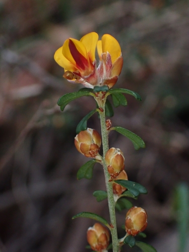 Pultenaea retusa (Notched Bush-pea) (alternate view 3)