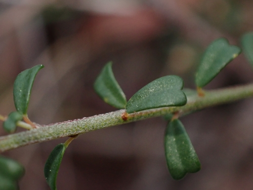 Pultenaea retusa (Notched Bush-pea) (alternate view 4)