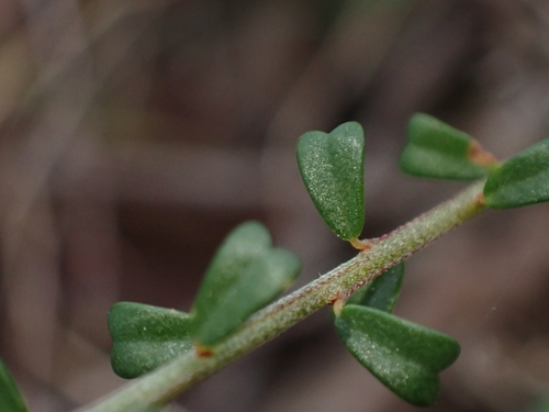 Pultenaea retusa (Notched Bush-pea) (alternate view 5)