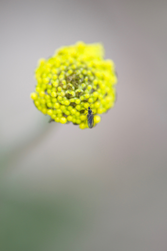 Craspedia variabilis (Common Billy buttons)