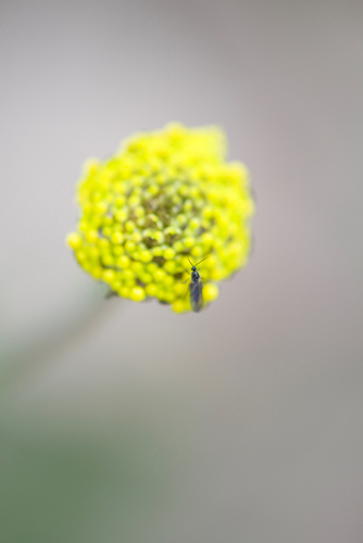 Craspedia variabilis (Common Billy buttons) (alternate view 2)