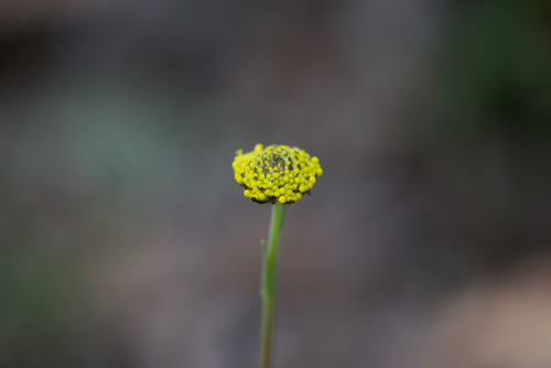 Craspedia variabilis (Common Billy buttons) (alternate view 3)