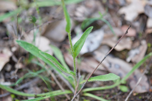Craspedia variabilis (Common Billy buttons) (alternate view 4)