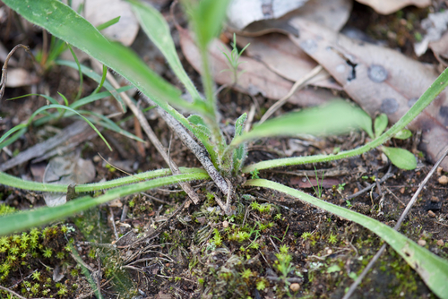 Craspedia variabilis (Common Billy buttons) (alternate view 5)