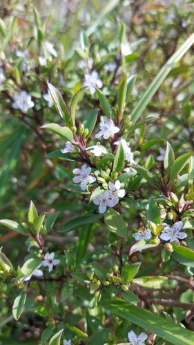 Myoporum petiolatum (Sticky Boobialla) (alternate view 5)