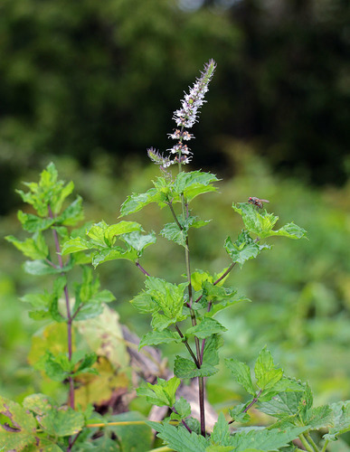 Mentha spicata (Spearmint) (alternate view 4)