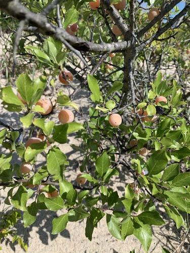 Prunus maritima (Beach Plum) (alternate view 9)