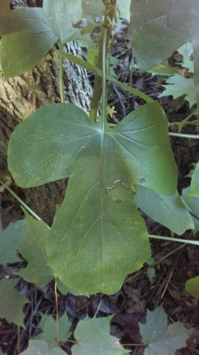 Nabalus altissimus (tall rattlesnake root) (alternate view 2)
