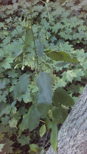Nabalus altissimus (tall rattlesnake root) (alternate view 3)
