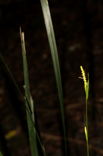 Gymnostachys anceps (settler's flax) (alternate view 5)