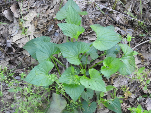 Viola missouriensis (Missouri Violet) (alternate view 3)