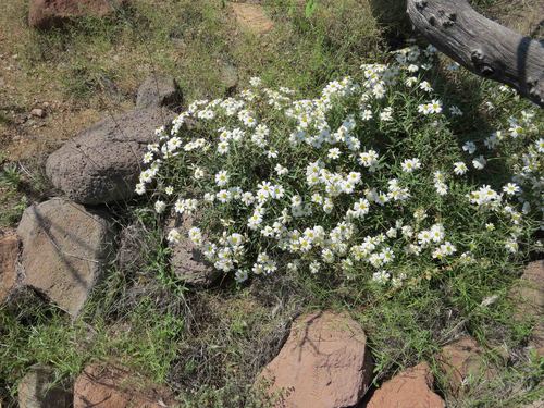 Melampodium leucanthum (blackfoot daisy) (alternate view 3)