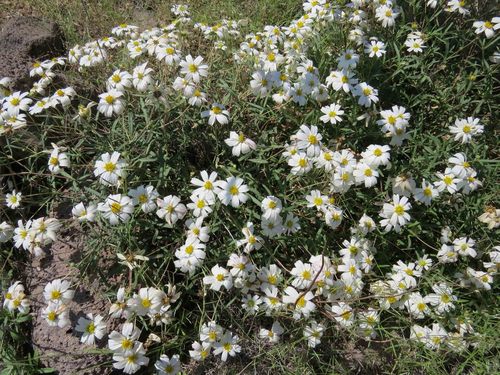 Melampodium leucanthum (blackfoot daisy) (alternate view 4)