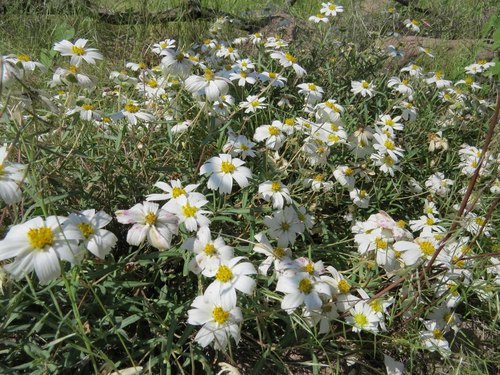 Melampodium leucanthum (blackfoot daisy) (alternate view 5)