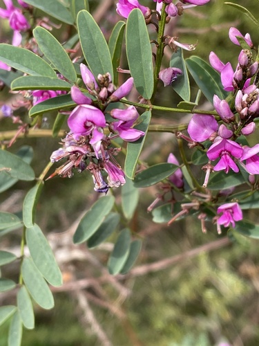 Indigofera australis (Australian Indigo) (alternate view 10)