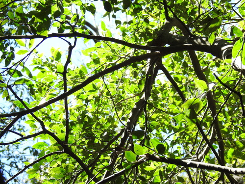 Paratrophis pendulina (whalebone tree) (alternate view 4)