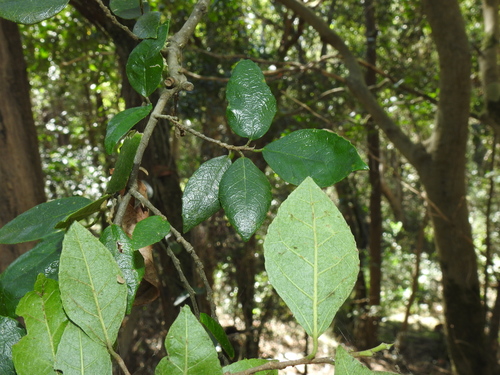Paratrophis pendulina (whalebone tree) (alternate view 3)