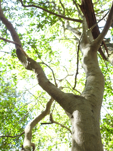 Paratrophis pendulina (whalebone tree) (alternate view 5)
