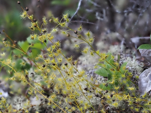 Drosera gunniana (alternate view 4)