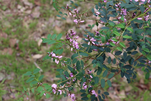 Indigofera australis (Australian Indigo) (alternate view 6)