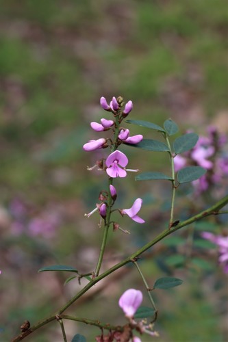 Indigofera australis (Australian Indigo) (alternate view 7)