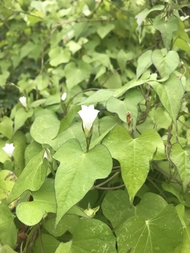 Ipomoea lacunosa (White Morning-glory) (alternate view 5)