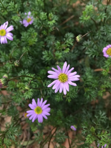 Brachyscome multifida (cut-leaved daisy)