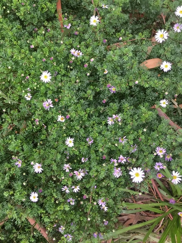 Brachyscome multifida (cut-leaved daisy) (alternate view 2)