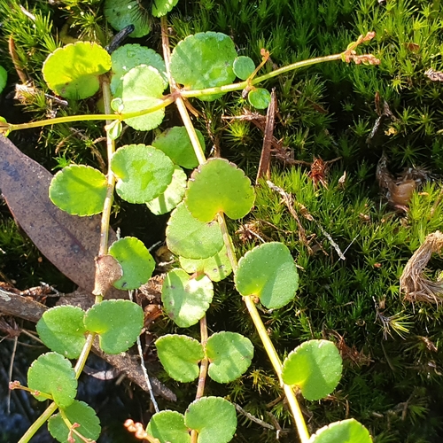 Gonocarpus micranthus (creeping raspwort)