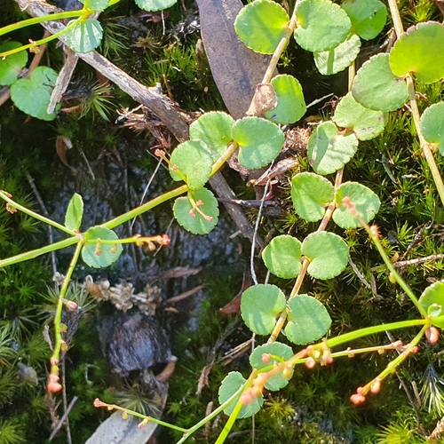 Gonocarpus micranthus (creeping raspwort) (alternate view 2)