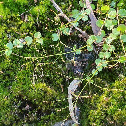 Gonocarpus micranthus (creeping raspwort) (alternate view 3)