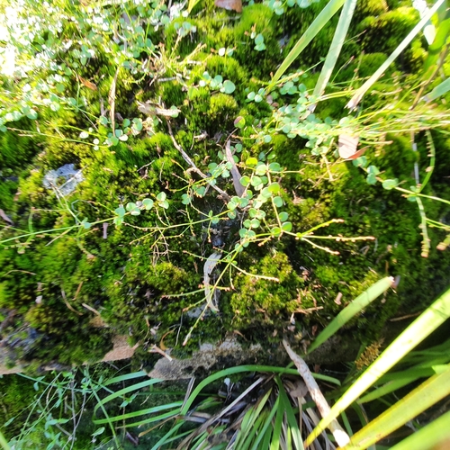 Gonocarpus micranthus (creeping raspwort) (alternate view 4)