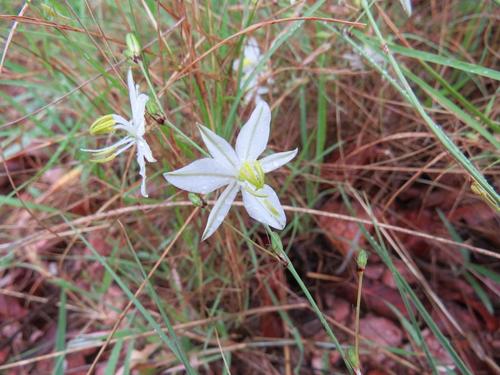 Chlorophytum (Grass Lilies) (alternate view 9)