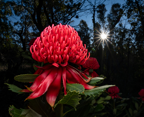 Telopea speciosissima (Waratah) (alternate view 3)
