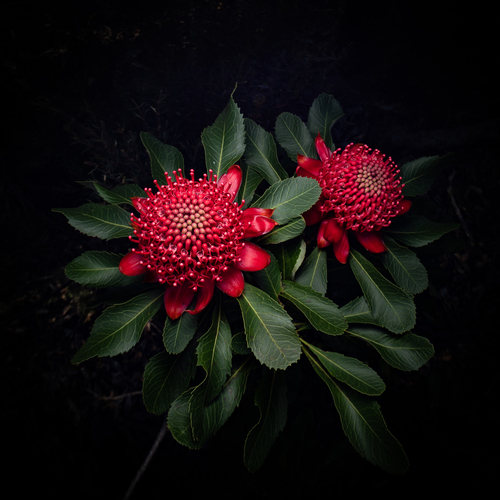 Telopea speciosissima (Waratah)