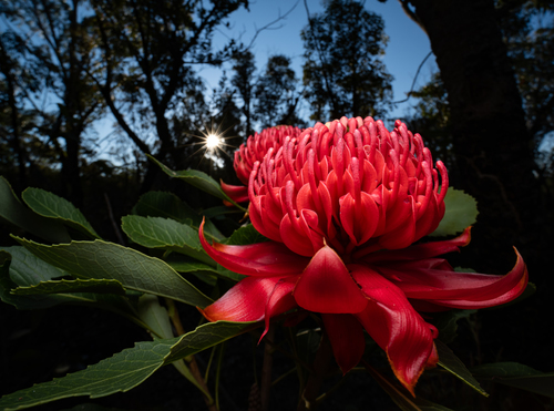 Telopea speciosissima (Waratah) (alternate view 4)