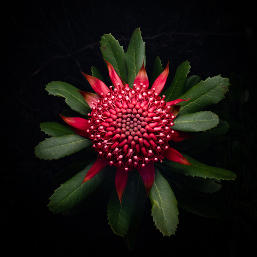 Telopea speciosissima (Waratah) (alternate view 2)