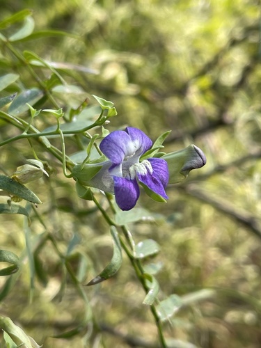 Maurandella antirrhiniflora (Snapdragon Vine) (alternate view 5)