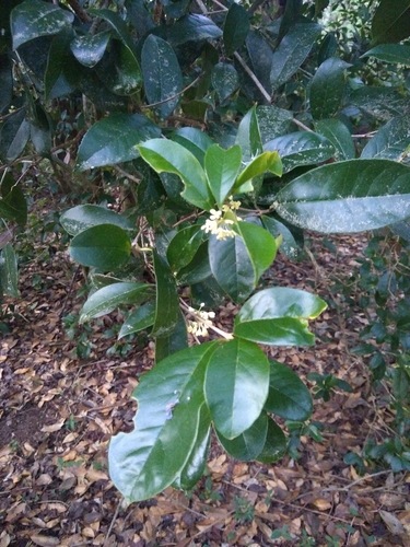 Osmanthus fragrans (Sweet Osmanthus)