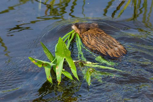 Sagittaria latifolia (Wapato)