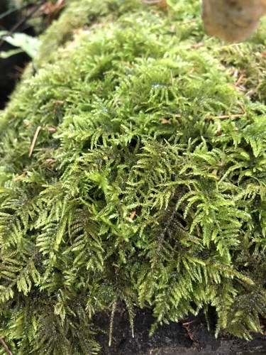 Kindbergia oregana (Oregon Beaked Moss) (alternate view 2)