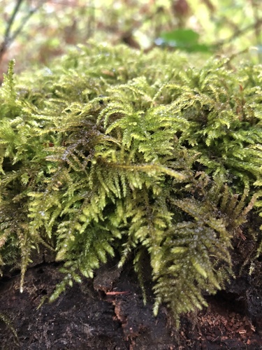 Kindbergia oregana (Oregon Beaked Moss) (alternate view 3)