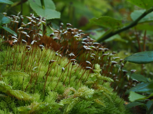 Leucobryum glaucum (Pincushion Moss)