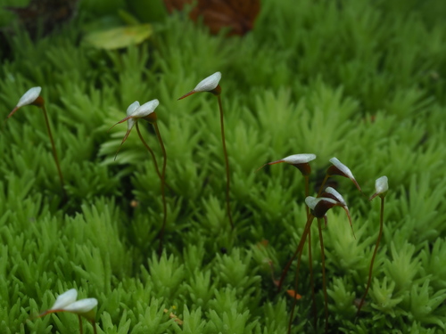 Leucobryum glaucum (Pincushion Moss)