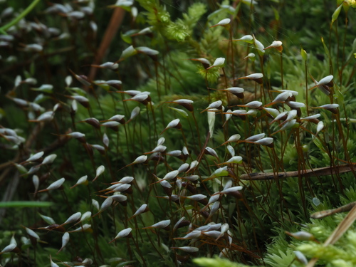 Leucobryum glaucum (Pincushion Moss)