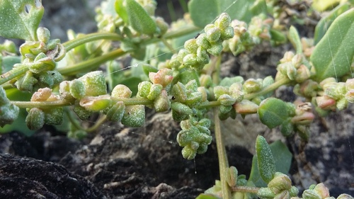 Atriplex patula (Common Orache)