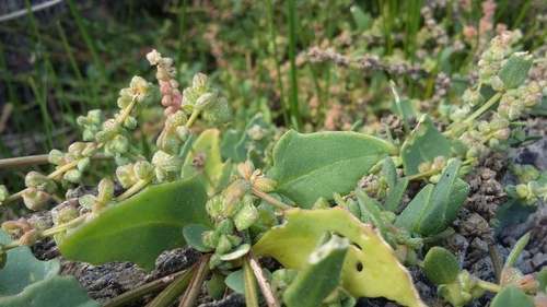 Atriplex patula (Common Orache)