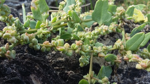 Atriplex patula (Common Orache)
