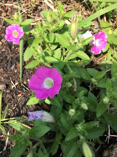 Petunia × atkinsiana (garden petunia) (alternate view 6)