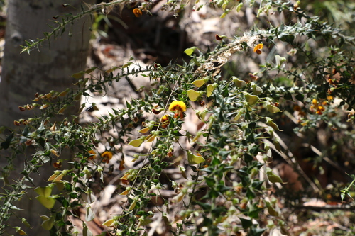 Daviesia villifera (prickly daviesia)